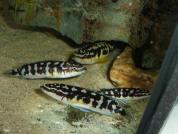 Julidochromis transcriptus Bemba