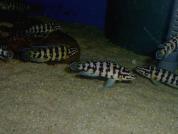 Julidochromis transcriptus "Gombe"