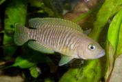 Lamprologus multifasciatus