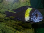 Tropheus duboisi "Maswa"